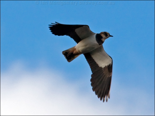 Northern Lapwing northern_lapwing_84059.psd
