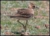 Click here to enter gallery and see photos of Oriental Plover