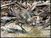 pacificgoldenplover_02995