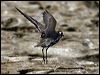 pacificgoldenplover_85457