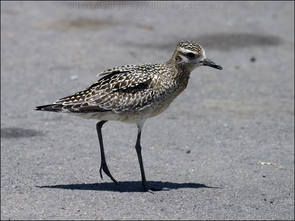 Pacific Golden Plover pacificgoldenplover_02977.psd