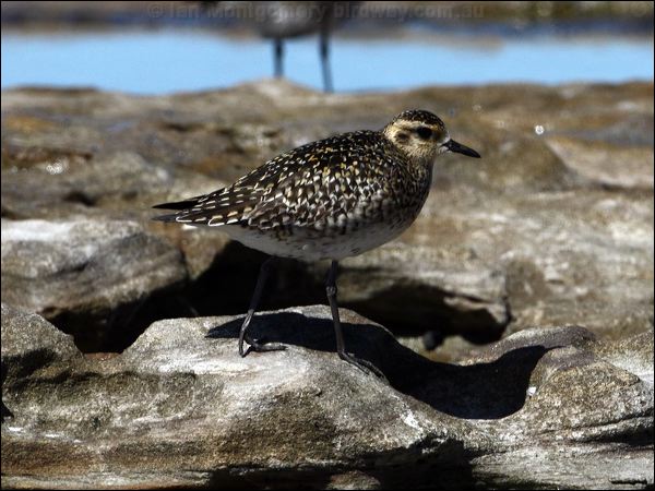 Pacific Golden Plover pacificgoldenplover_85391.psd