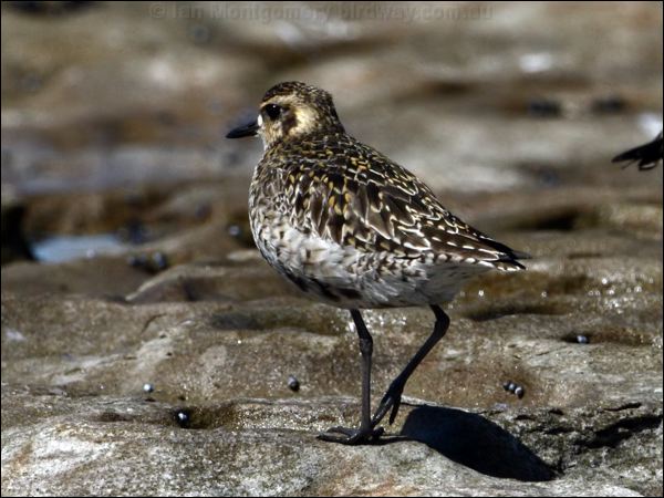 Pacific Golden Plover pacificgoldenplover_85424.psd