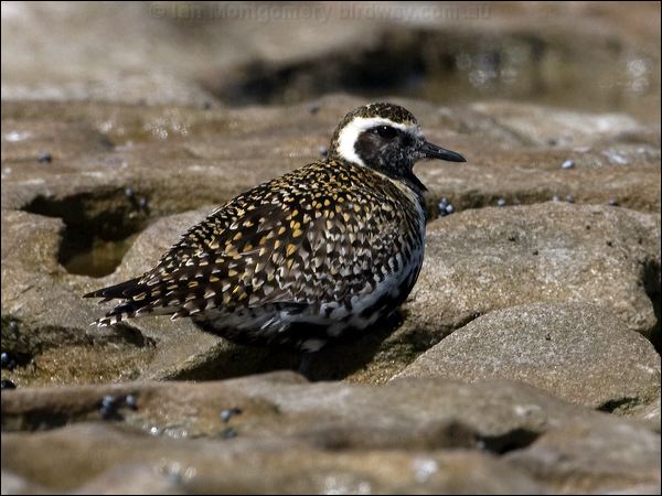 Pacific Golden Plover pacificgoldenplover_85453.psd