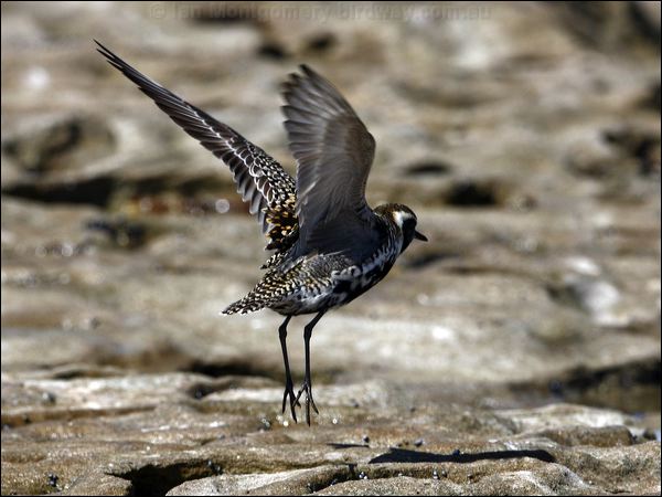 Pacific Golden Plover pacificgoldenplover_85457.psd