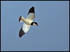 pied_plover_204436