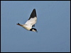 pied_plover_204437