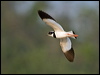 pied_plover_204439