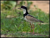 pied_plover_204906