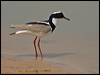 pied_plover_204915