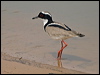 Click here to enter gallery and see photos of Pied Plover