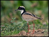 pied_plover_204925
