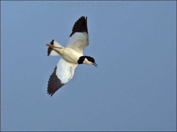Pied Plover pied_plover_204436.psd