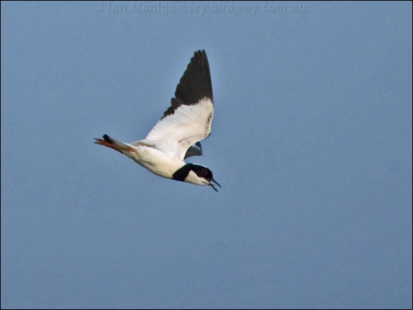 Pied Plover pied_plover_204437.psd