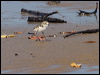 red_capped_plover_115928