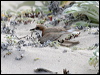 red_capped_plover_38626