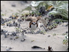 red_capped_plover_38628