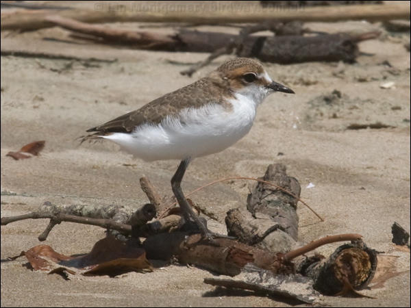 Red-capped Plover red_capped_plover_121360.psd