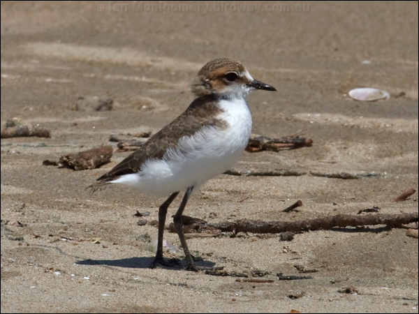 Red-capped Plover red_capped_plover_121363.psd