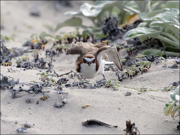 Red-capped Plover red_capped_plover_38628.jpg