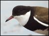 red_kneed_dotterel_07870