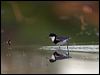 red_kneed_dotterel_82792