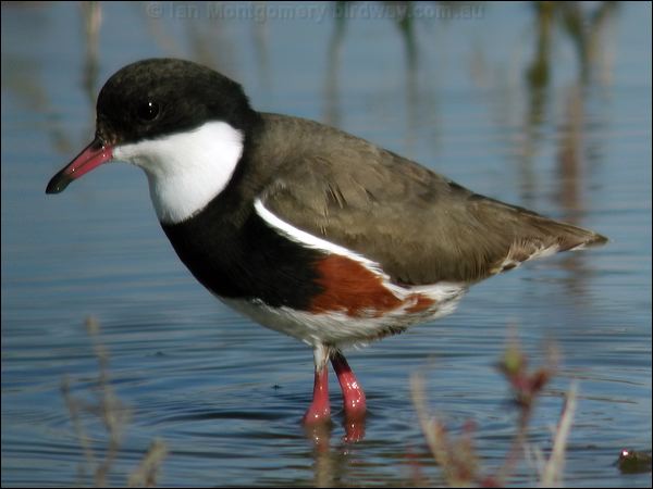 Red-kneed Dotterel red_kneed_dotterel_03796.psd