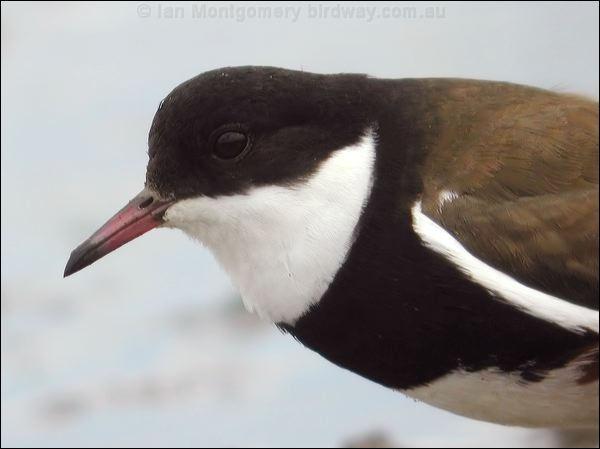 Red-kneed Dotterel red_kneed_dotterel_07870.psd