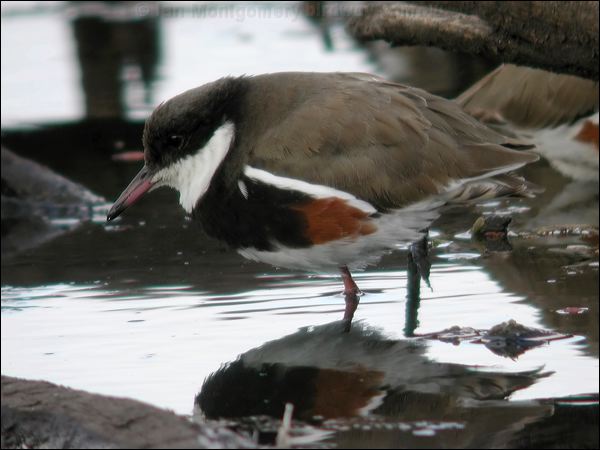 Red-kneed Dotterel red_kneed_dotterel_09606.psd