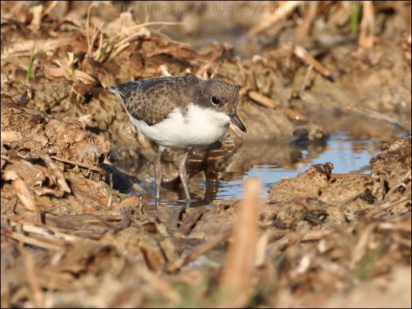 Red-kneed Dotterel red_kneed_dotterel_42300.psd