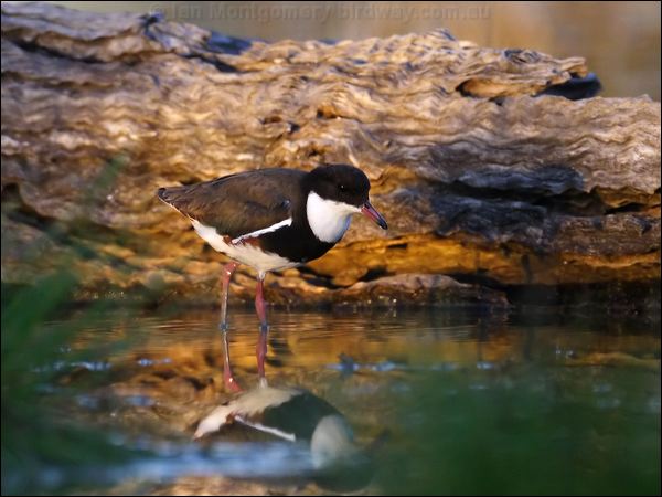 Red-kneed Dotterel red_kneed_dotterel_82779.psd