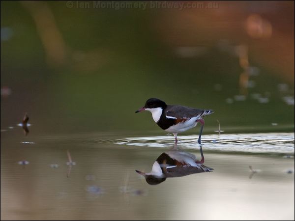Red-kneed Dotterel red_kneed_dotterel_82792.psd