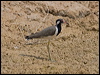 red_wattled_lapwing_160091