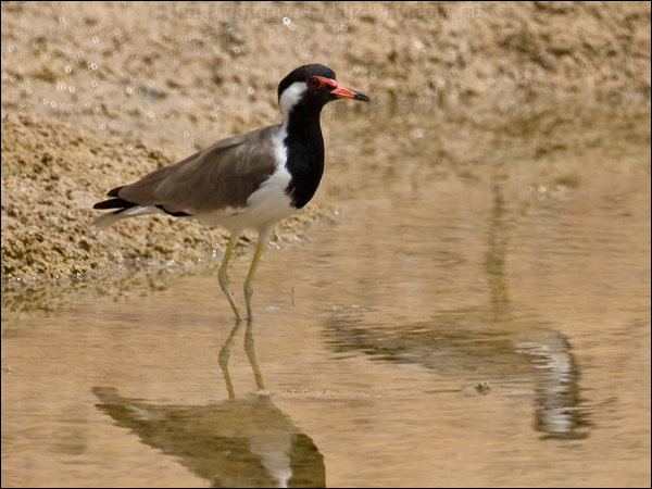 Red-wattled Lapwing red_wattled_lapwing_160090.psd
