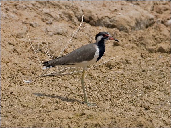 Red-wattled Lapwing red_wattled_lapwing_160091.psd