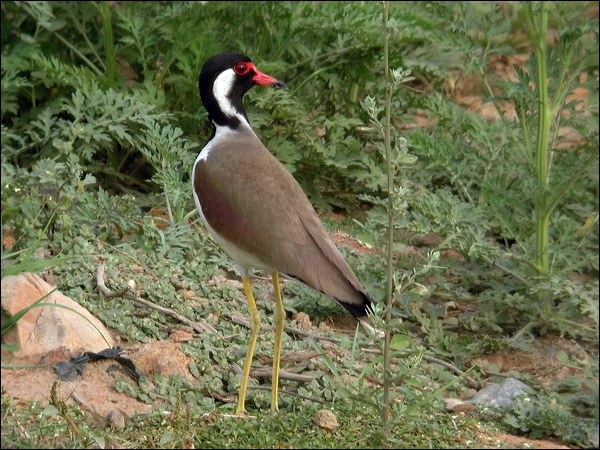 Red-wattled Lapwing red_wattled_lapwing_16695.psd