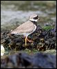 common_ringed_plover_52435