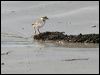 common_ringed_plover_52586