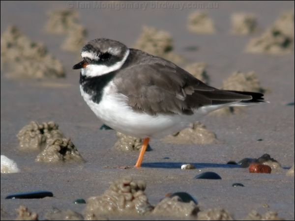 Common Ringed Plover common_ringed_plover_06060.jpg