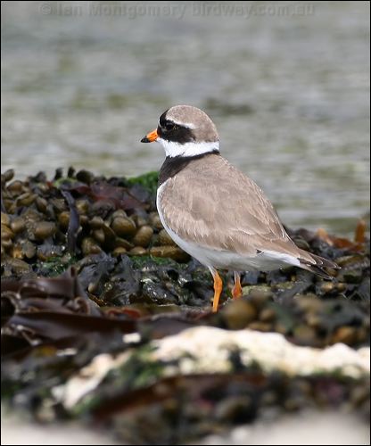 Common Ringed Plover common_ringed_plover_52445.psd