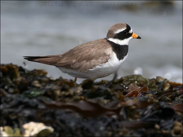 Common Ringed Plover common_ringed_plover_52488.psd
