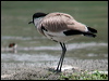 river_lapwing_19935