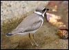 semipalmated_plover_20848