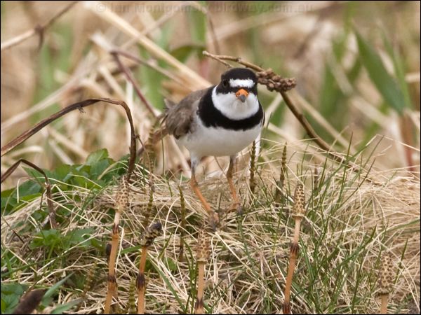 Semipalmated Plover semipalmated_plover_68611.psd