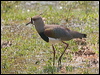 southern_lapwing_202495
