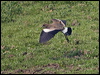 southern_lapwing_204897