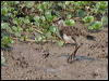 southern_lapwing_204931