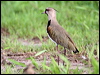 southern_lapwing_23974