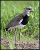 southern_lapwing_24016