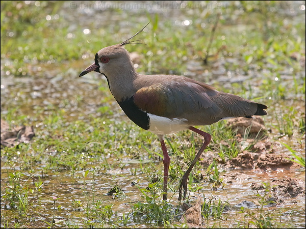 Southern Lapwing southern_lapwing_202495.psd
